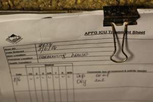 Farrowing record - treatment sheet - APFG (Australian Pork Farming Group) - Captured at Lake Albert Piggery, Poltalloch SA Australia.