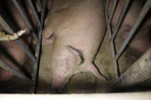 Sow stalls - Australian pig farming - Captured at Lake Albert Piggery, Poltalloch SA Australia.
