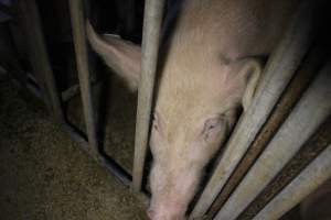 Sow stalls - Australian pig farming - Captured at Poltalloch Piggery, Poltalloch SA Australia.