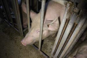 Farrowing crates - Australian pig farming - Captured at Lake Albert Piggery, Poltalloch SA Australia.