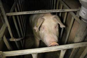 Sow stalls - Australian pig farming - Captured at Poltalloch Piggery, Poltalloch SA Australia.