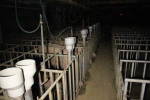 Sow stalls - Australian pig farming - Captured at Lake Albert Piggery, Poltalloch SA Australia.
