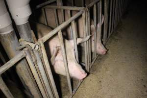 Sow stalls - Australian pig farming - Captured at Lake Albert Piggery, Poltalloch SA Australia.