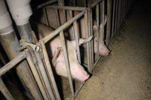 Sow stalls - Australian pig farming - Captured at Poltalloch Piggery, Poltalloch SA Australia.