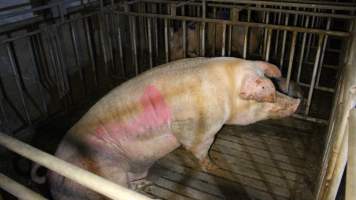 Boar in pen - Australian pig farming - Captured at Poltalloch Piggery, Poltalloch SA Australia.