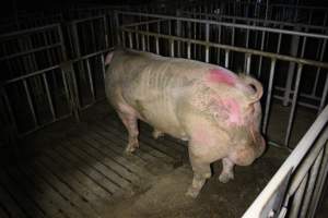 Boar in pen - Australian pig farming - Captured at Poltalloch Piggery, Poltalloch SA Australia.