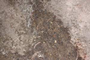Severed piglet tails scattered over floor - Australian pig farming - Captured at Lake Albert Piggery, Poltalloch SA Australia.
