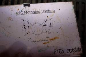 PIC Notching System - Ear notching diagram - Captured at Lake Albert Piggery, Poltalloch SA Australia.