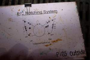 PIC Notching System - Ear notching diagram - Captured at Poltalloch Piggery, Poltalloch SA Australia.