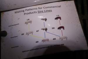 Mating Patterns for Commercial Products Sire Lines - Great Grandparents, Parent Boars - Captured at Poltalloch Piggery, Poltalloch SA Australia.