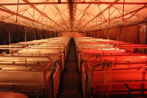 Farrowing crates - Australian pig farming - Captured at Lake Albert Piggery, Poltalloch SA Australia.