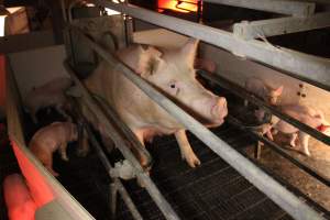 Farrowing crates - Australian pig farming - Captured at Poltalloch Piggery, Poltalloch SA Australia.