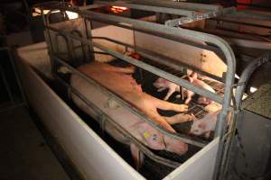 Farrowing crates - Australian pig farming - Captured at Poltalloch Piggery, Poltalloch SA Australia.