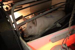 Farrowing crates - Australian pig farming - Captured at Poltalloch Piggery, Poltalloch SA Australia.