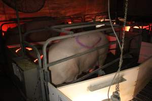 Farrowing crates - Australian pig farming - Captured at Lake Albert Piggery, Poltalloch SA Australia.