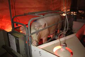 Farrowing crates - Australian pig farming - Captured at Poltalloch Piggery, Poltalloch SA Australia.