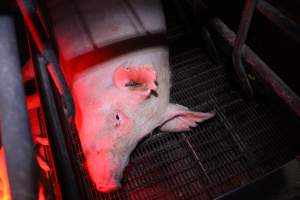 Farrowing crates - Australian pig farming - Captured at Lake Albert Piggery, Poltalloch SA Australia.