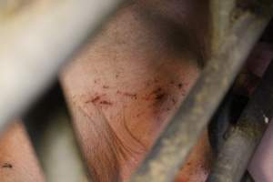 Scratches or cuts on sow - Australian pig farming - Captured at Poltalloch Piggery, Poltalloch SA Australia.