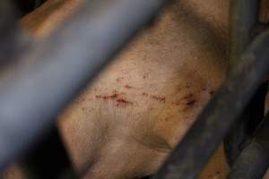 Scratches or cuts on sow - Australian pig farming - Captured at Poltalloch Piggery, Poltalloch SA Australia.