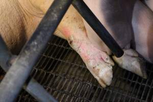 Farrowing crates - Australian pig farming - Captured at Lake Albert Piggery, Poltalloch SA Australia.