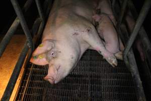 Farrowing crates - Australian pig farming - Captured at Lake Albert Piggery, Poltalloch SA Australia.