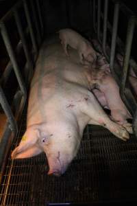 Farrowing crates - Australian pig farming - Captured at Poltalloch Piggery, Poltalloch SA Australia.