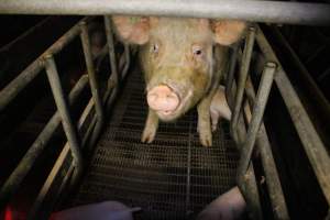 Farrowing crates - Australian pig farming - Captured at Poltalloch Piggery, Poltalloch SA Australia.