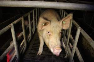 Farrowing crates - Australian pig farming - Captured at Poltalloch Piggery, Poltalloch SA Australia.