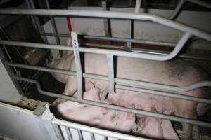 Farrowing crates - Roseworthy Piggery is a research facility belonging to the University of Adelaide’s Roseworthy Campus. - Captured at Roseworthy Piggery, Wasleys SA Australia.