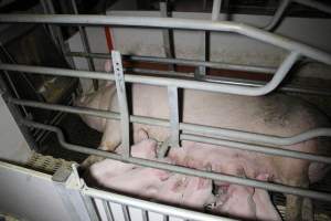 Farrowing crates - Roseworthy Piggery is a research facility belonging to the University of Adelaideâ€™s Roseworthy Campus. - Captured at Roseworthy Piggery, Wasleys SA Australia.