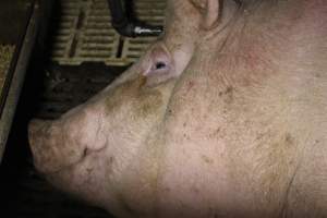 Farrowing crates - Roseworthy Piggery is a research facility belonging to the University of Adelaideâ€™s Roseworthy Campus. - Captured at Roseworthy Piggery, Wasleys SA Australia.