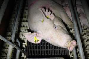 Farrowing crates - Roseworthy Piggery is a research facility belonging to the University of Adelaideâ€™s Roseworthy Campus. - Captured at Roseworthy Piggery, Wasleys SA Australia.