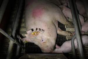 Farrowing crates - Roseworthy Piggery is a research facility belonging to the University of Adelaideâ€™s Roseworthy Campus. - Captured at Roseworthy Piggery, Wasleys SA Australia.