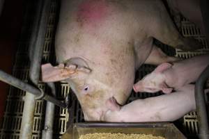 Farrowing crates - Roseworthy Piggery is a research facility belonging to the University of Adelaideâ€™s Roseworthy Campus. - Captured at Roseworthy Piggery, Wasleys SA Australia.