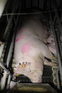 Farrowing crates - Roseworthy Piggery is a research facility belonging to the University of Adelaideâ€™s Roseworthy Campus. - Captured at Roseworthy Piggery, Wasleys SA Australia.