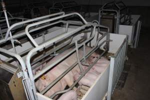 Farrowing crates - Roseworthy Piggery is a research facility belonging to the University of Adelaideâ€™s Roseworthy Campus. - Captured at Roseworthy Piggery, Wasleys SA Australia.