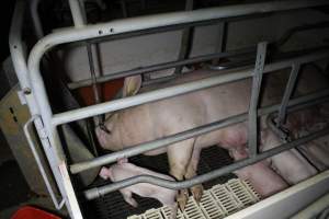Farrowing crates - Roseworthy Piggery is a research facility belonging to the University of Adelaide’s Roseworthy Campus. - Captured at Roseworthy Piggery, Wasleys SA Australia.