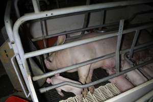 Farrowing crates - Roseworthy Piggery is a research facility belonging to the University of Adelaideâ€™s Roseworthy Campus. - Captured at Roseworthy Piggery, Wasleys SA Australia.