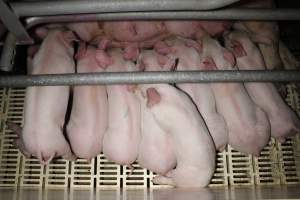 Farrowing crates - Roseworthy Piggery is a research facility belonging to the University of Adelaide’s Roseworthy Campus. - Captured at Roseworthy Piggery, Wasleys SA Australia.
