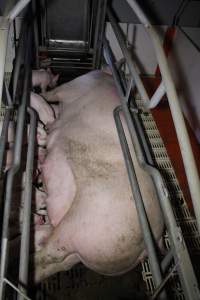 Farrowing crates - Roseworthy Piggery is a research facility belonging to the University of Adelaideâ€™s Roseworthy Campus. - Captured at Roseworthy Piggery, Wasleys SA Australia.