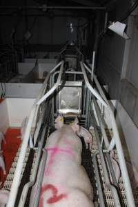 Farrowing crates - Roseworthy Piggery is a research facility belonging to the University of Adelaide’s Roseworthy Campus. - Captured at Roseworthy Piggery, Wasleys SA Australia.