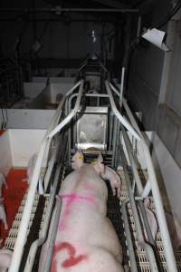 Farrowing crates - Roseworthy Piggery is a research facility belonging to the University of Adelaideâ€™s Roseworthy Campus. - Captured at Roseworthy Piggery, Wasleys SA Australia.