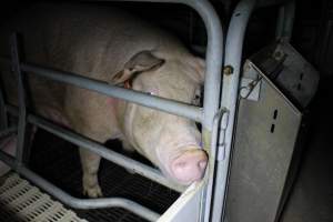 Farrowing crates - Roseworthy Piggery is a research facility belonging to the University of Adelaideâ€™s Roseworthy Campus. - Captured at Roseworthy Piggery, Wasleys SA Australia.