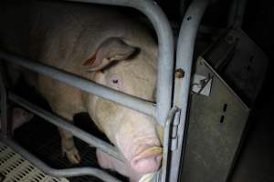 Farrowing crates - Roseworthy Piggery is a research facility belonging to the University of Adelaideâ€™s Roseworthy Campus. - Captured at Roseworthy Piggery, Wasleys SA Australia.