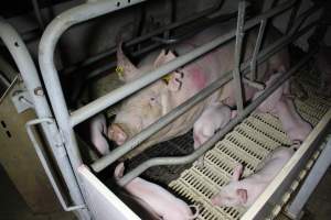 Farrowing crates - Roseworthy Piggery is a research facility belonging to the University of Adelaideâ€™s Roseworthy Campus. - Captured at Roseworthy Piggery, Wasleys SA Australia.