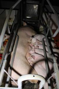 Farrowing crates - Roseworthy Piggery is a research facility belonging to the University of Adelaideâ€™s Roseworthy Campus. - Captured at Roseworthy Piggery, Wasleys SA Australia.