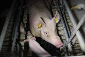 Farrowing crates - Roseworthy Piggery is a research facility belonging to the University of Adelaideâ€™s Roseworthy Campus. - Captured at Roseworthy Piggery, Wasleys SA Australia.