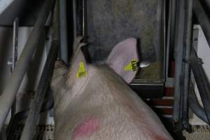 Farrowing crates - Roseworthy Piggery is a research facility belonging to the University of Adelaideâ€™s Roseworthy Campus. - Captured at Roseworthy Piggery, Wasleys SA Australia.