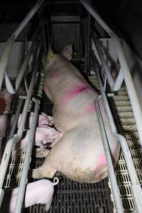 Farrowing crates - Roseworthy Piggery is a research facility belonging to the University of Adelaideâ€™s Roseworthy Campus. - Captured at Roseworthy Piggery, Wasleys SA Australia.