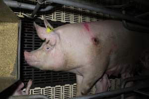 Farrowing crates - Roseworthy Piggery is a research facility belonging to the University of Adelaideâ€™s Roseworthy Campus. - Captured at Roseworthy Piggery, Wasleys SA Australia.